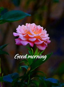Free Good Morning Images Pics Download