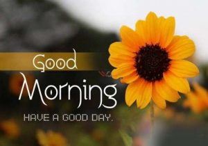Free Good Morning Images Wallpaper Pics Download