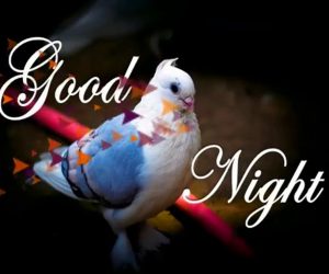 Free Good Night Wishes Images Wallpaper for Love Couple