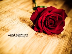 Free HD Good Morning Wife Images Pics Wallpaper With Red Rose