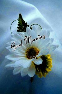 Free HD Good Morning Wishes Images Download 1