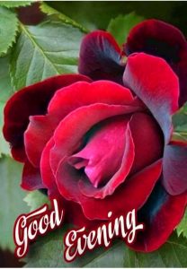 Good Evening Rose Images Wallpaper