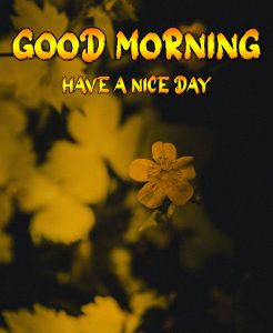 Good Morning Images free hd download