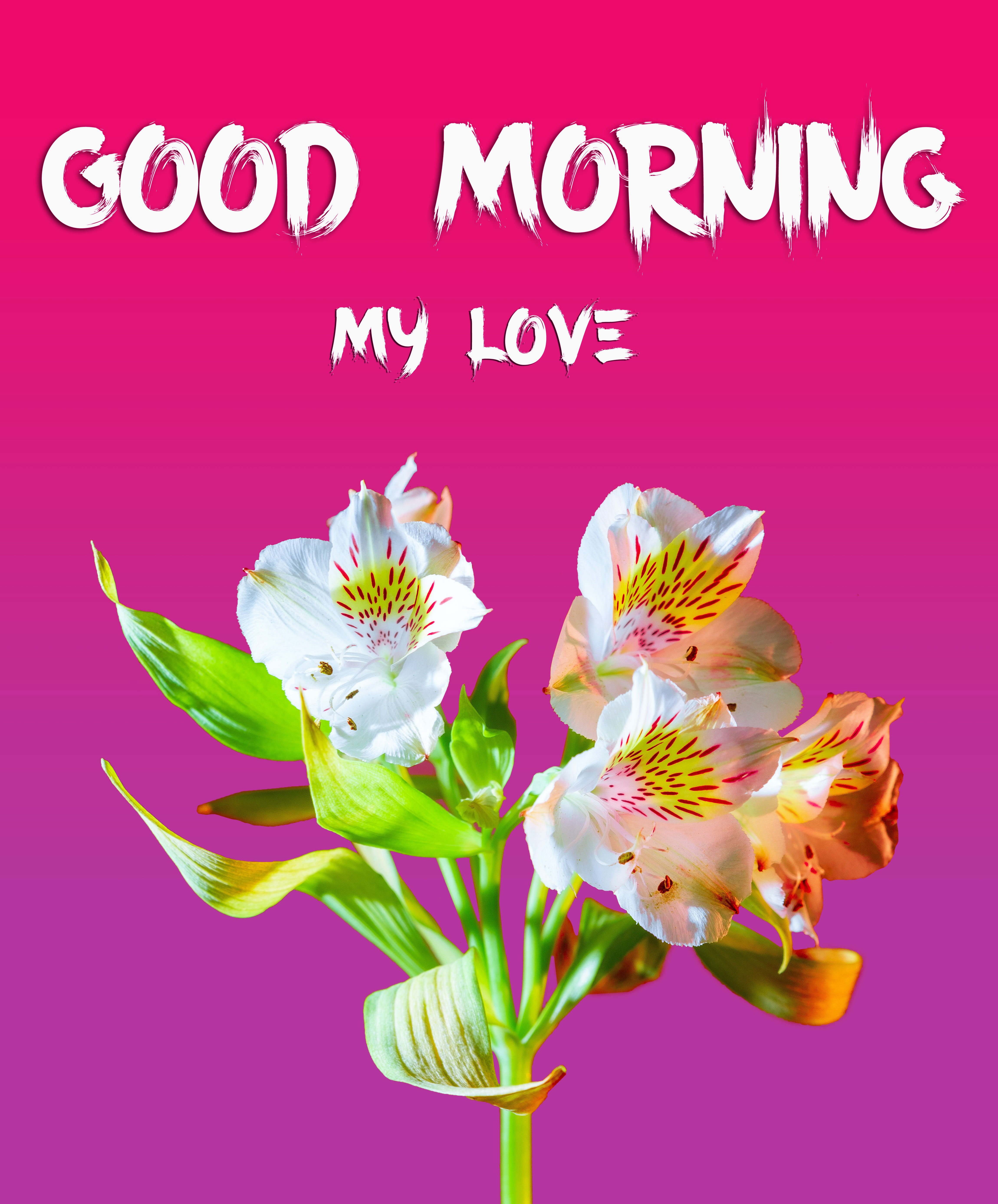 Good Morning Images HD 1080p Download 2022