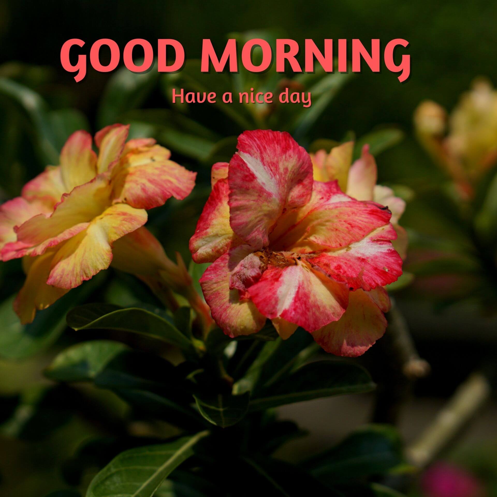 Good Morning Pic s Pictures Download