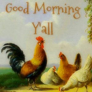 Good Morning Rooster Images