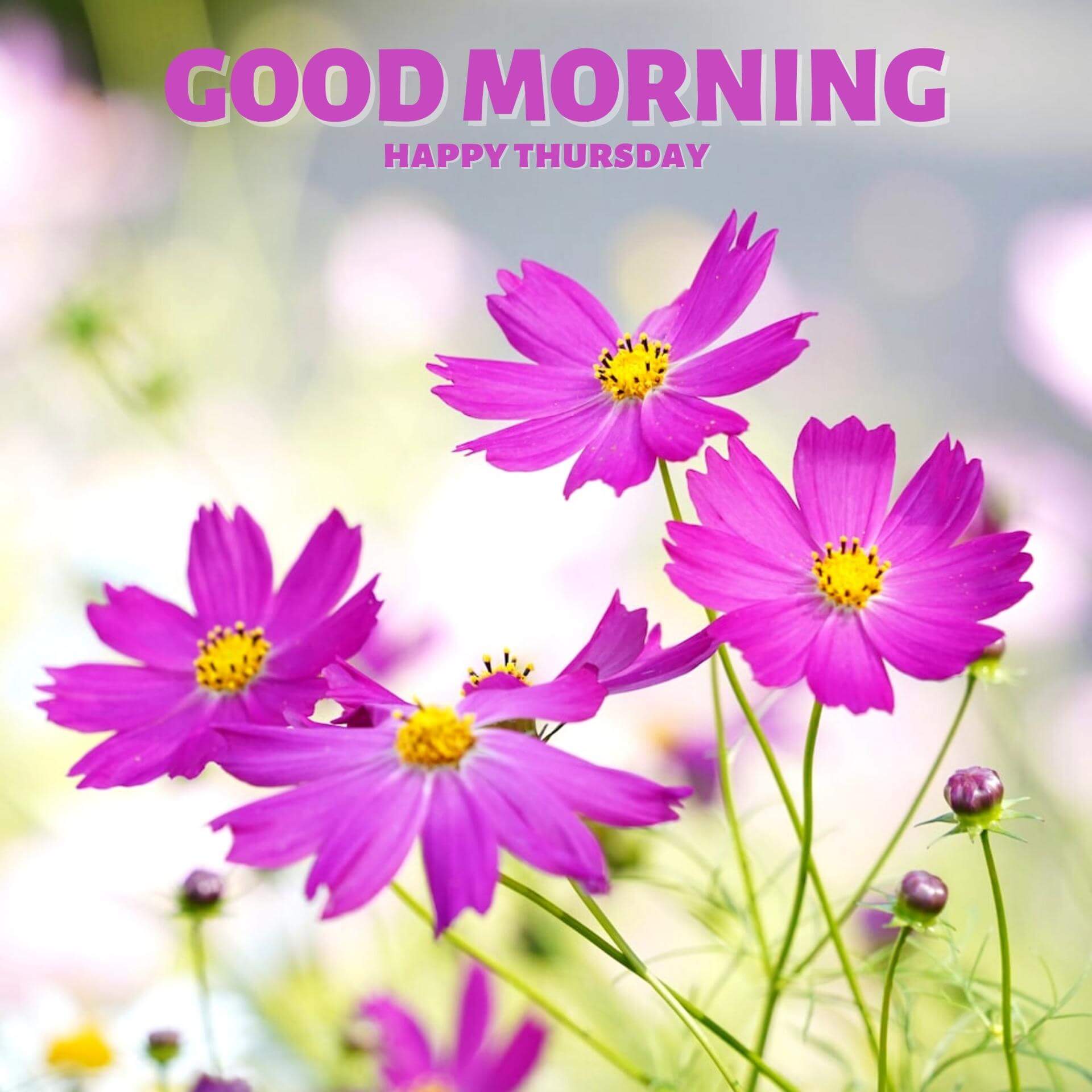 Good Morning Thursday Images Pics Download