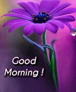 Good Morning Wishes Images With Flower 1