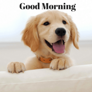 Good Morning Wishes Wallpaper Pics With Puppy