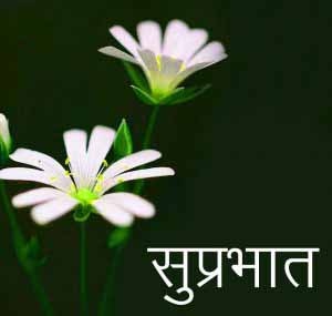 HD New Flower Suprabhat Images Pics Download