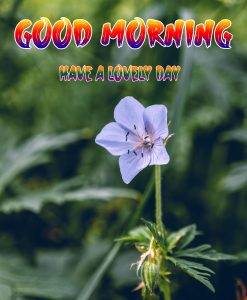 Latest Beautiful Good Morning Images photo pics free download
