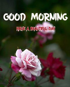 Latest Beautiful Good Morning Images pictures photo for hd