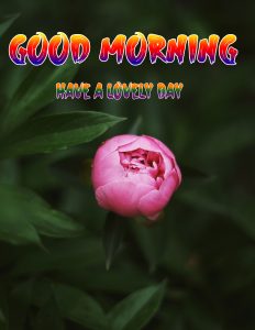 New Good Morning Images photo free download