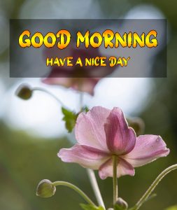 New Good Morning Images wallpaper pics for download