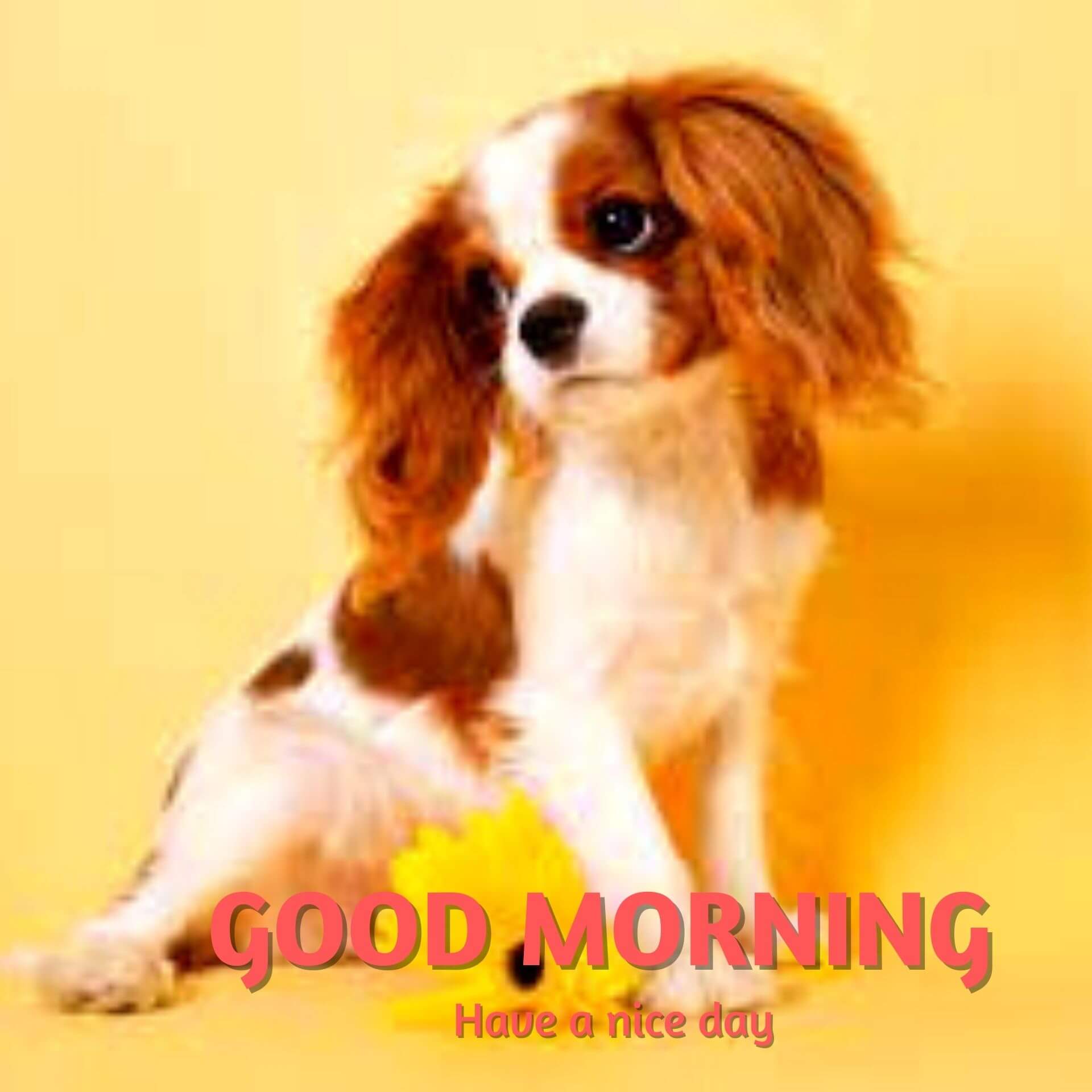 New HD Cute Puppy Good Morning Images Download 2023