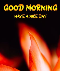 Nice Good Morning Images photo download