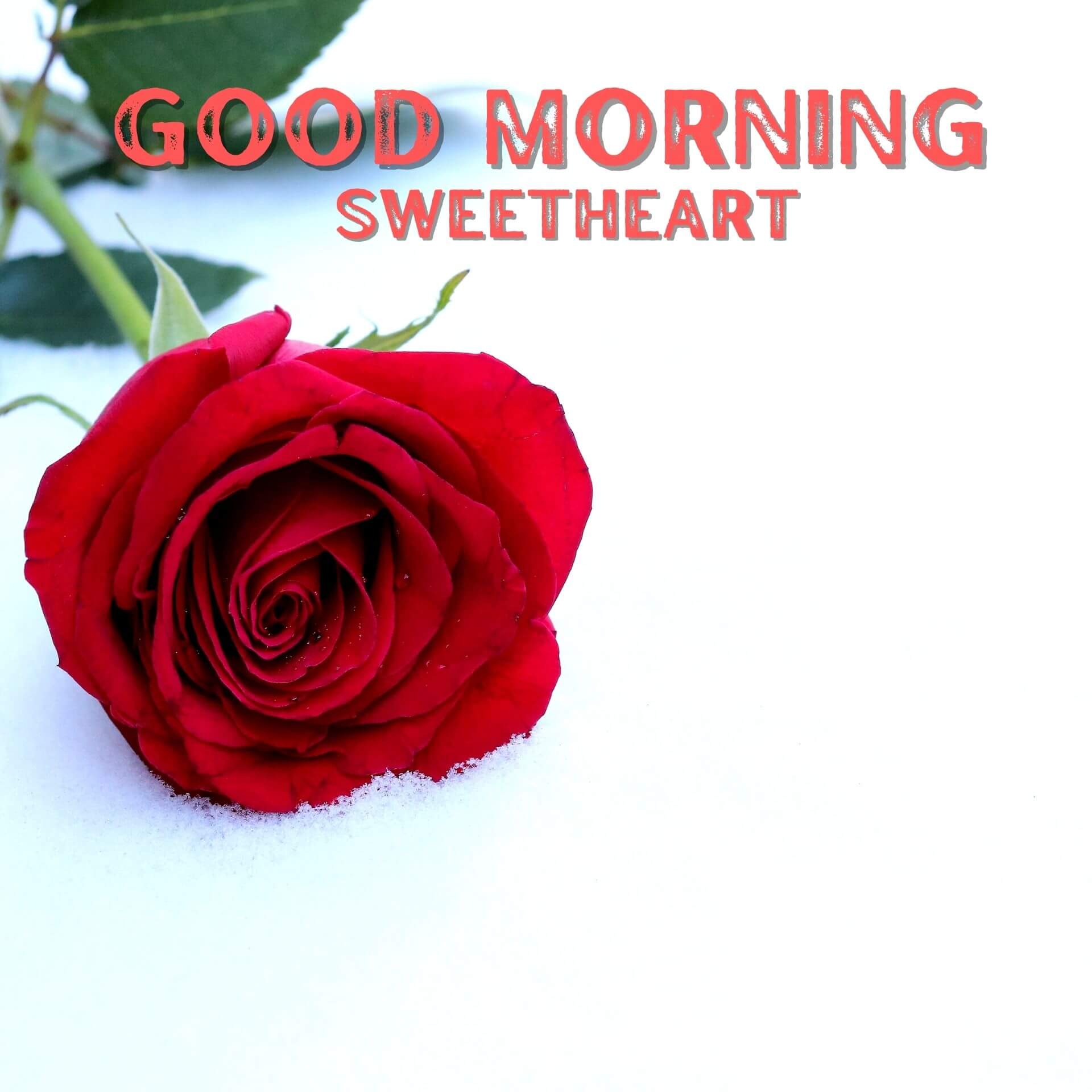 Red Rose Romantic Good Morning photo Free Download