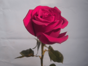 Red Rose Whatsapp DP Images Pics HD Download