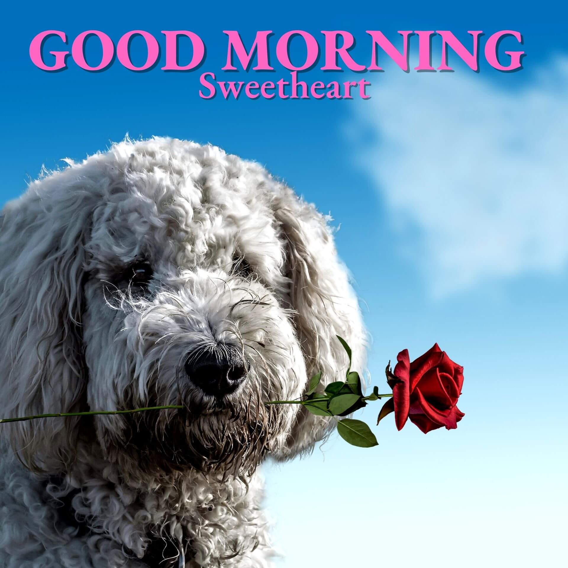 Romantic Good Morning Wallpaper With Puppy