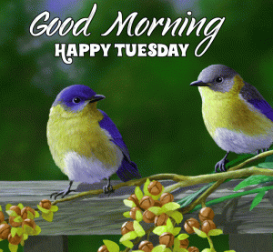 Tuesday Good Morning Wishes