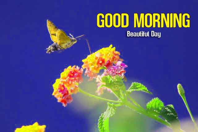 butterfly Good Morning images hd