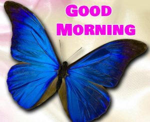 butterfly good morning images Wallpaper for Whatsapp