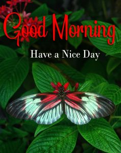 free butterfly Top Beautiful Good Morning Images photo download