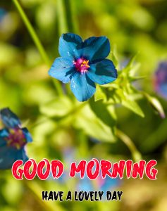 free hd New Good Morning Images