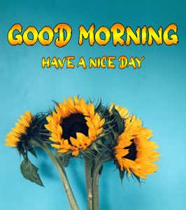 sunflower New Good Morning Images photo download