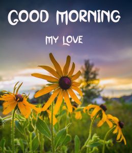 sunflower New Good Morning Images pics hd