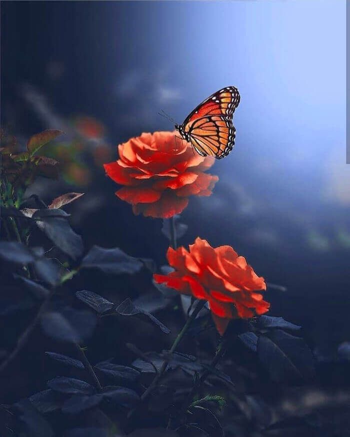 Whatsapp Dp Wallpaper Images With Butterfly