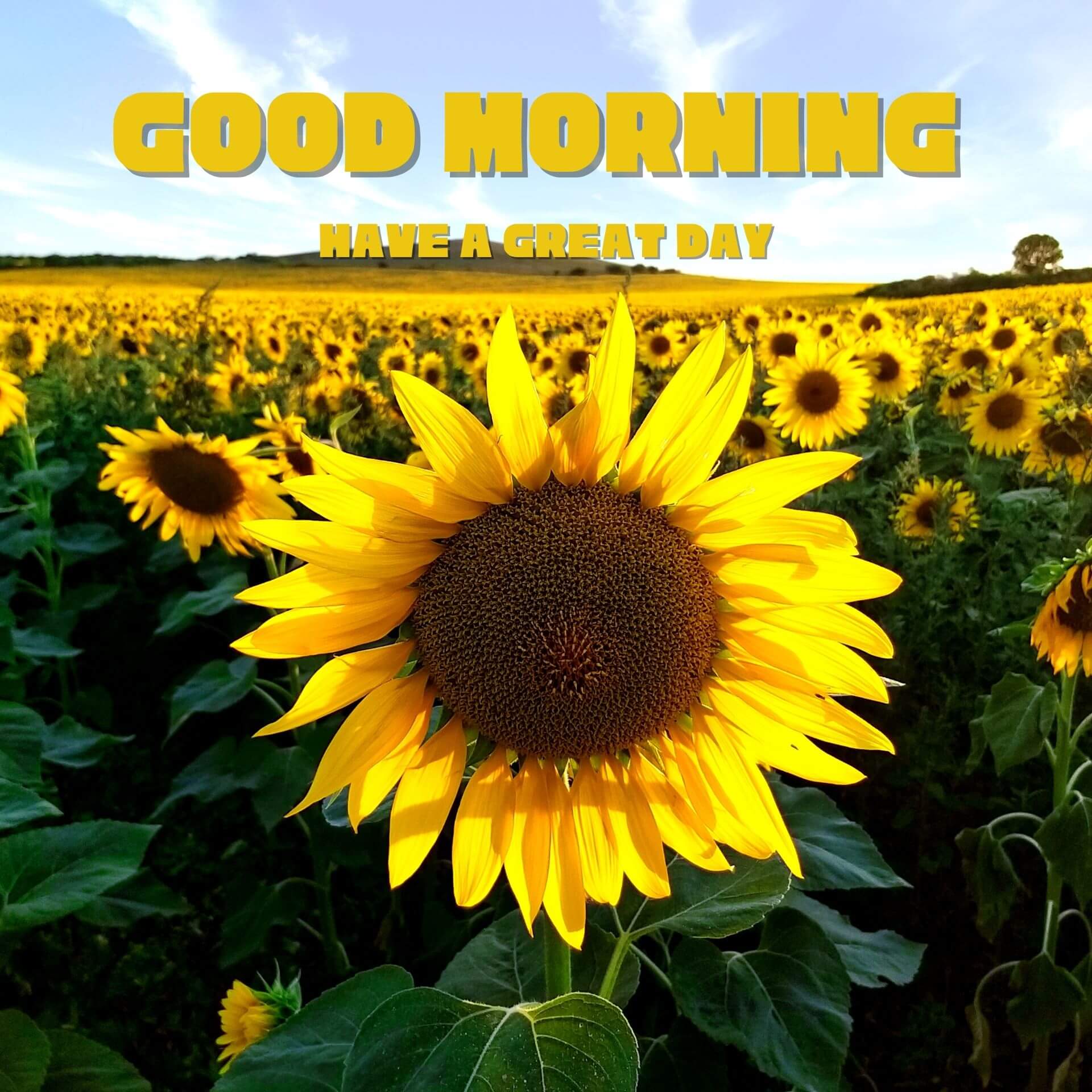 4k Ultra HD Good Morning Wallpaper With Sunflower