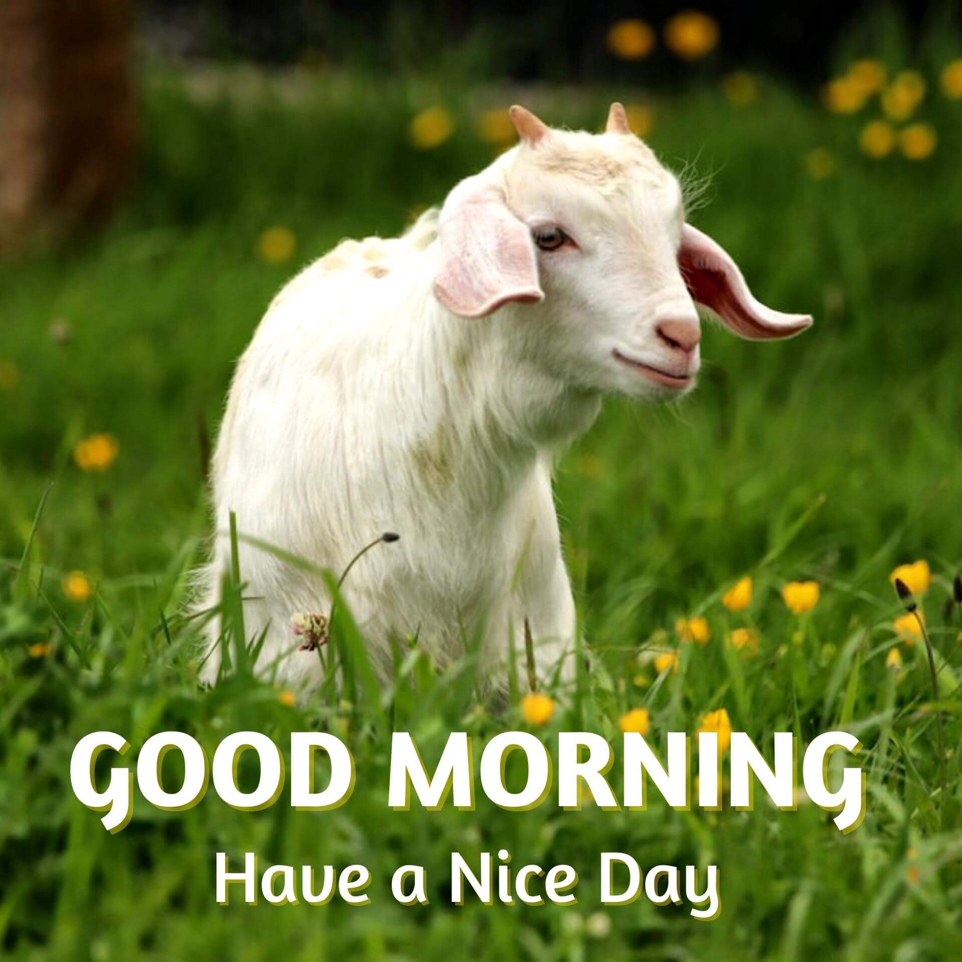 Animal Good Morning Pics Download