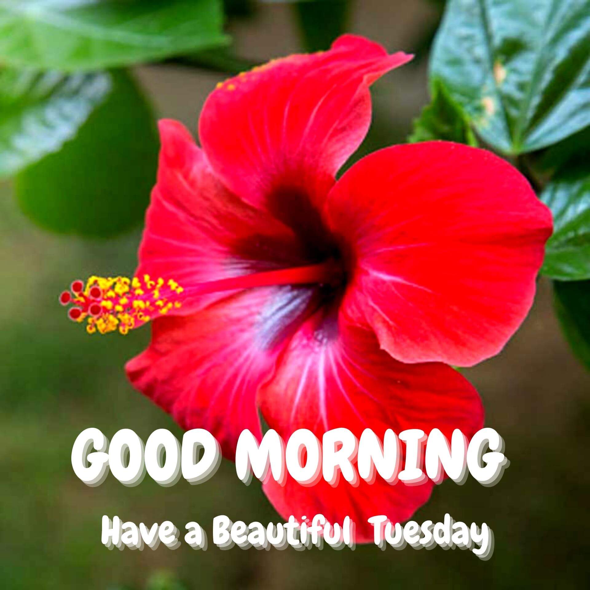 Best HD Tuesday good morning Images Wallpaper Download