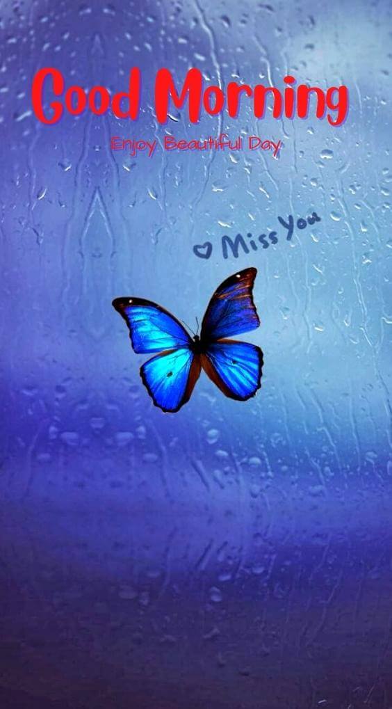 Best HD butterfly good morning Images Pics New Download