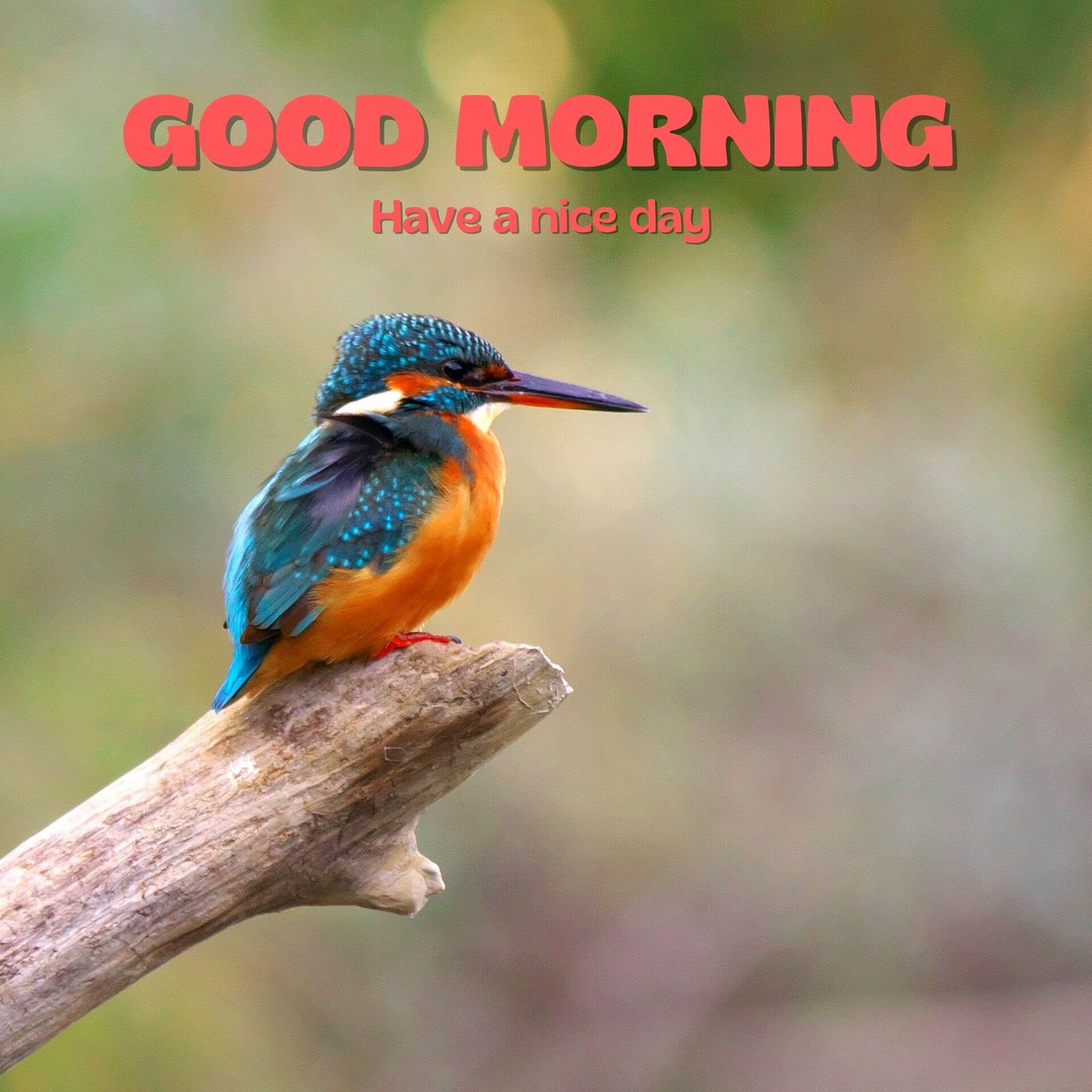 Bird Good Morning 1080p Wallpaper HD Download