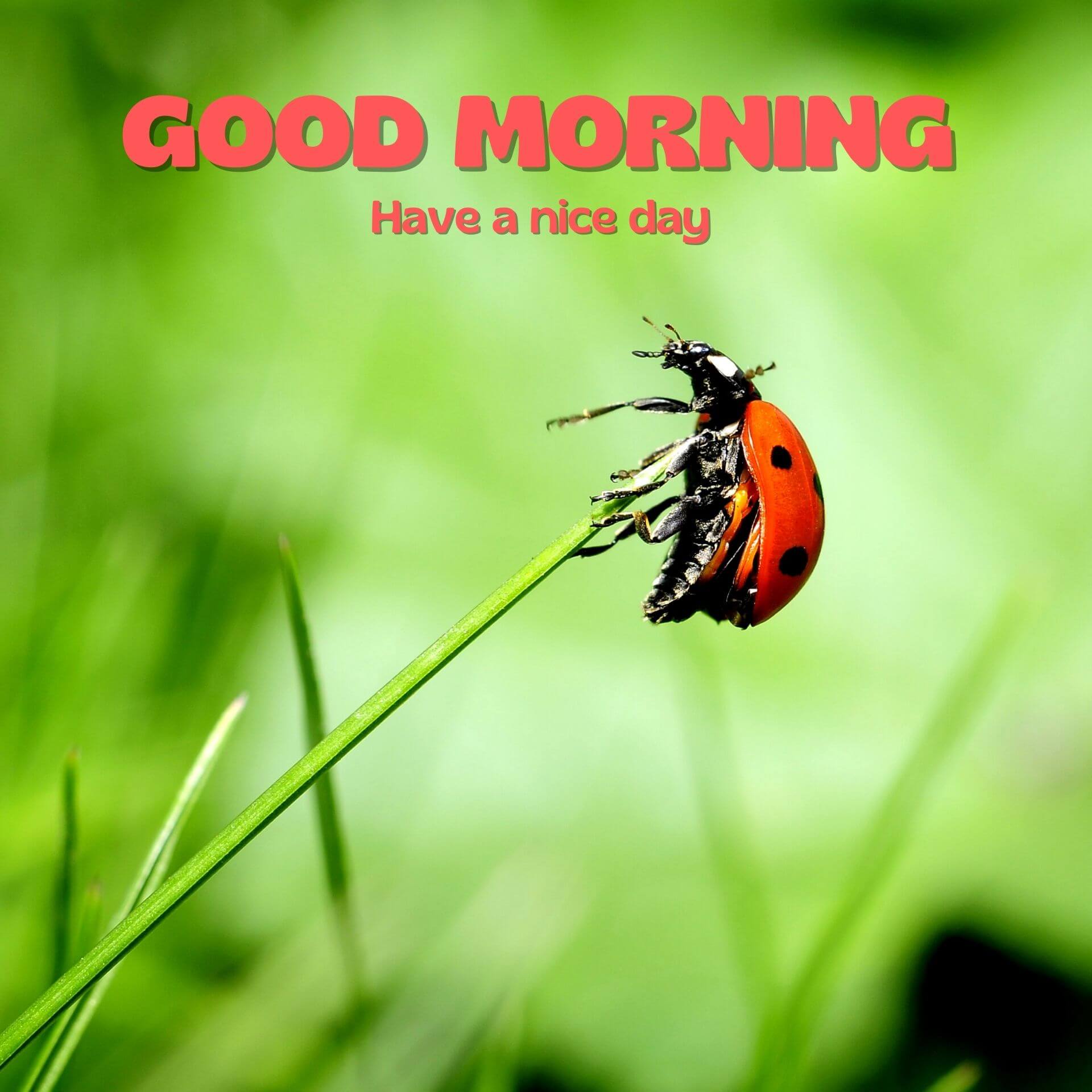 Butterfly Good Morning 1080p Images Wallpaper Download