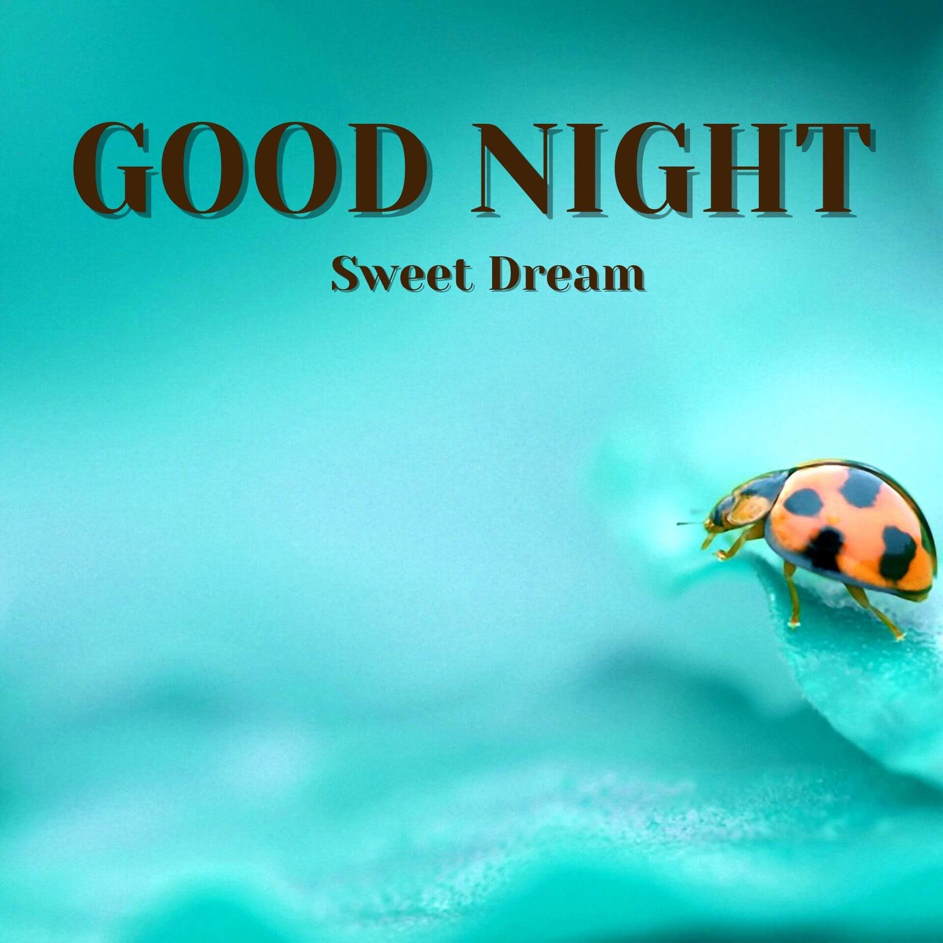 Cute Good Night Pics Wallpaper Free Download