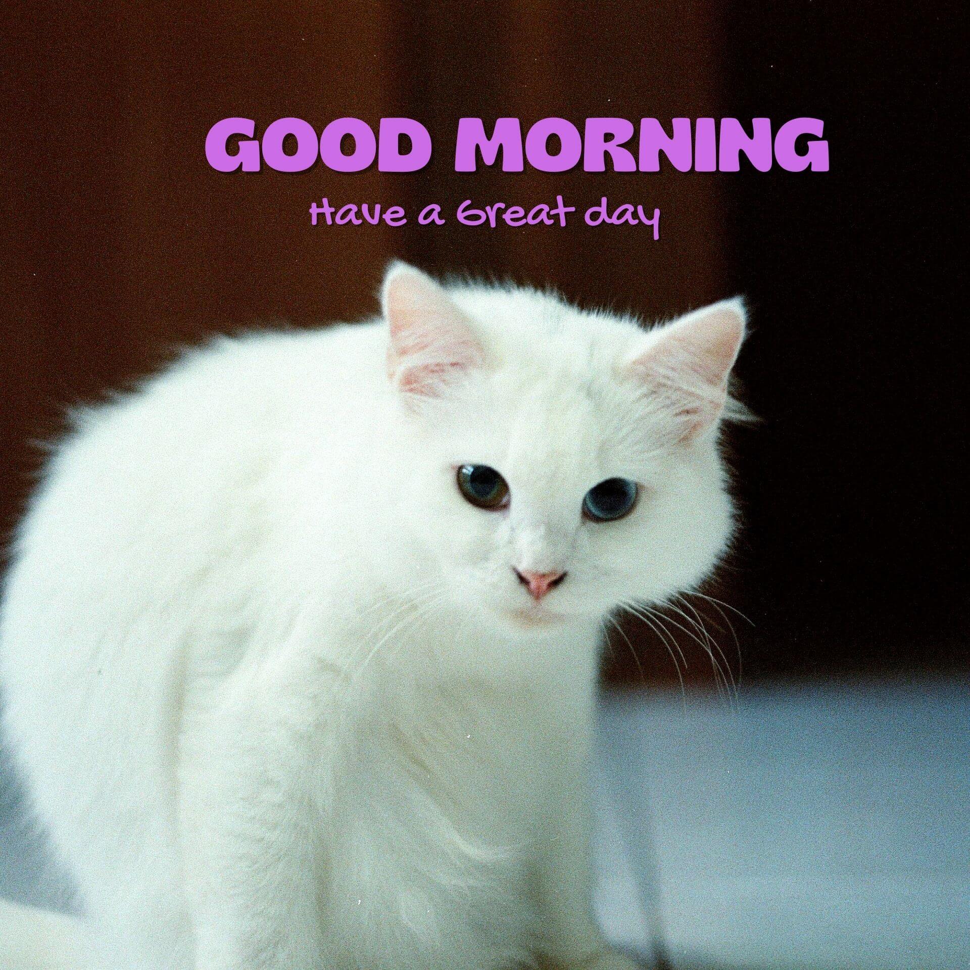 Cute Good morning have a nice day Images Pics Free Download