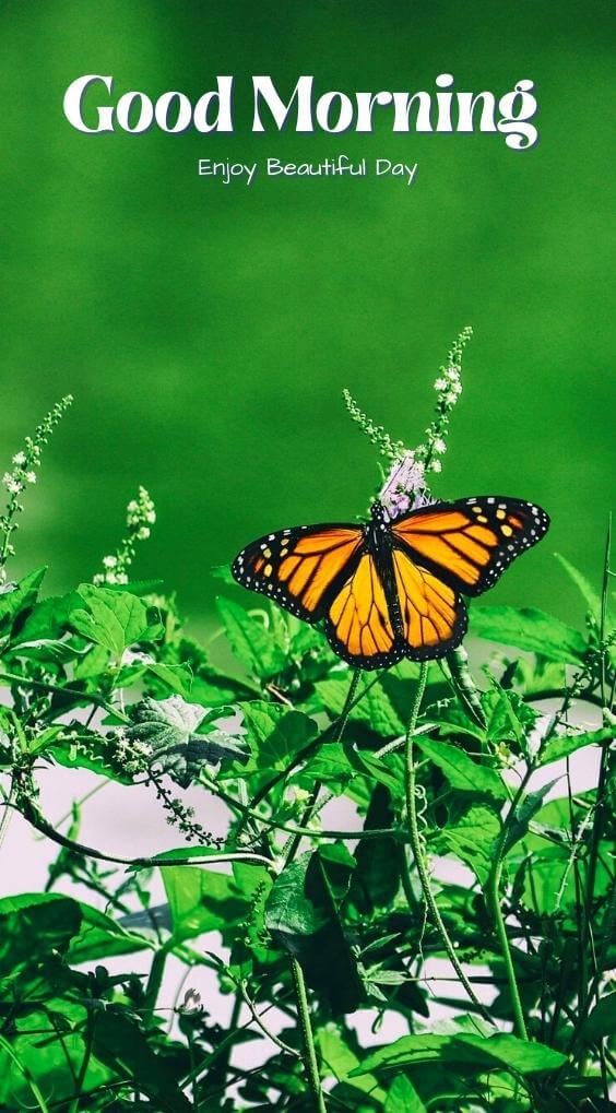 Download HD butterfly good morning Images Free