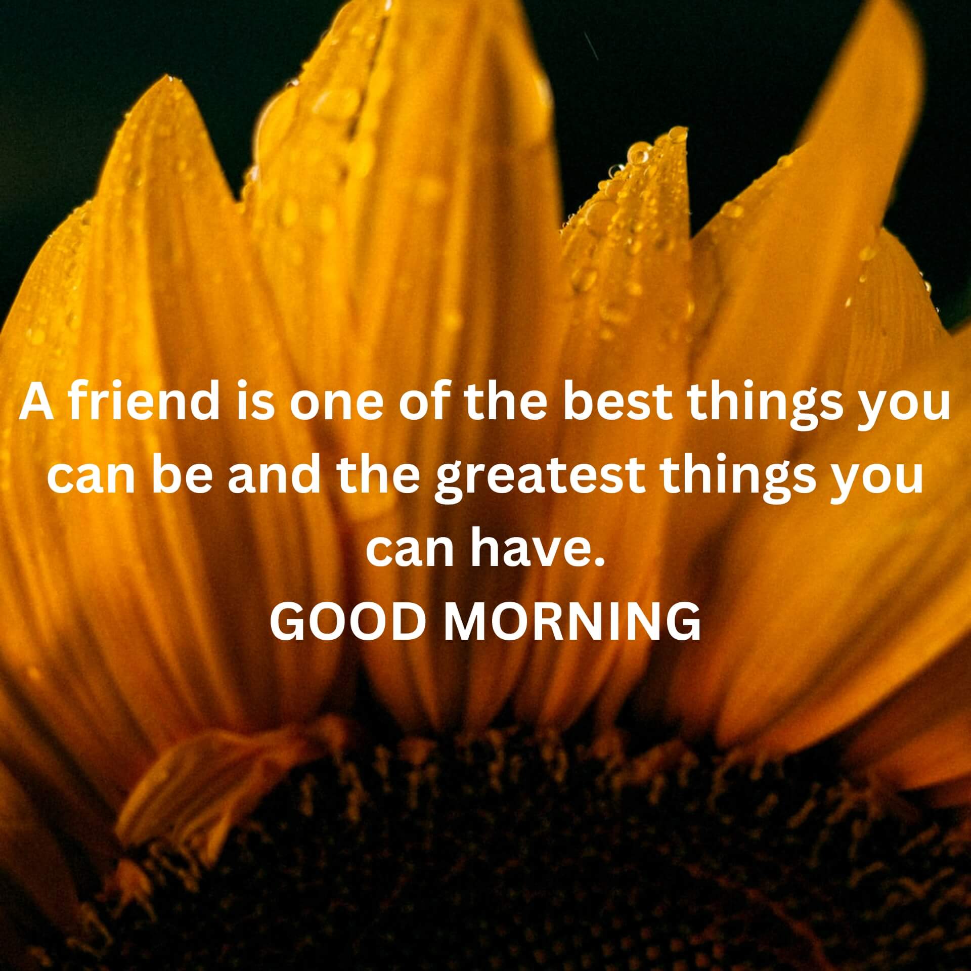Englsih Quotes Good Morning Photo Free Download Best