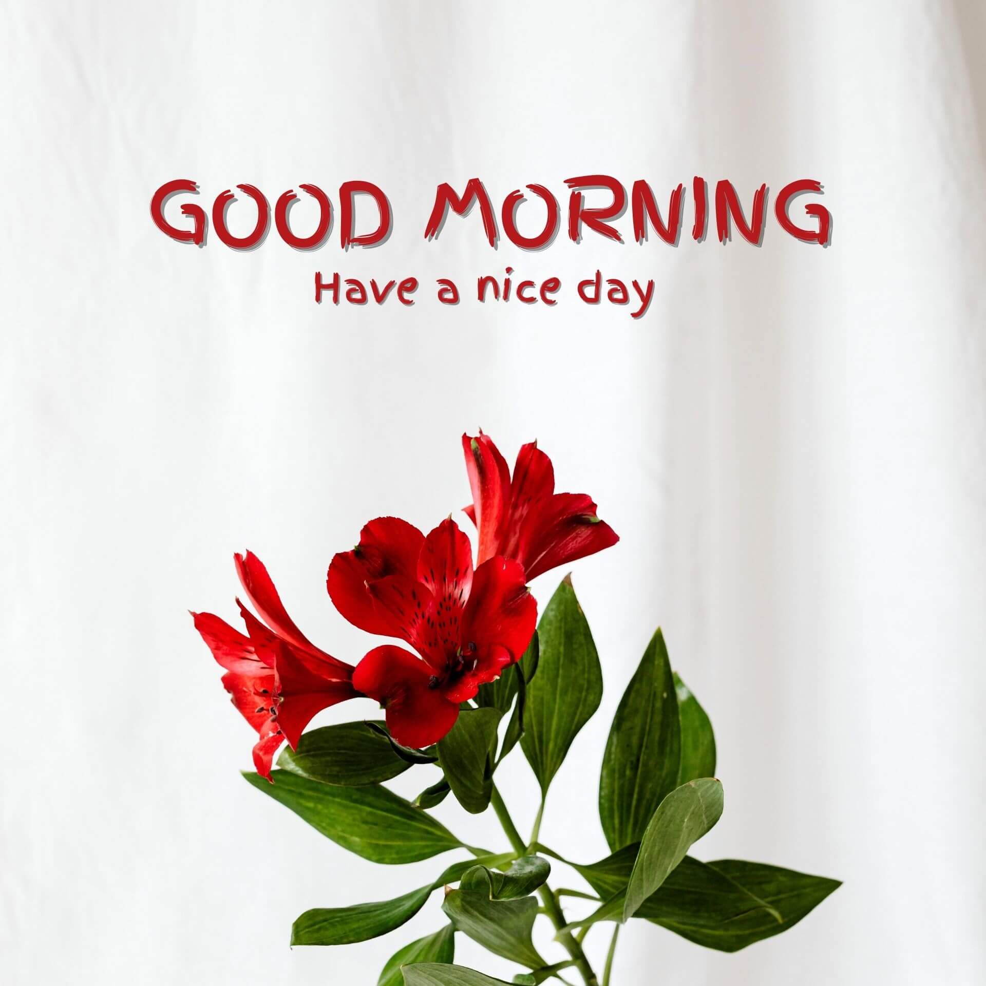 Flower Good Morning Pics Wallpaper