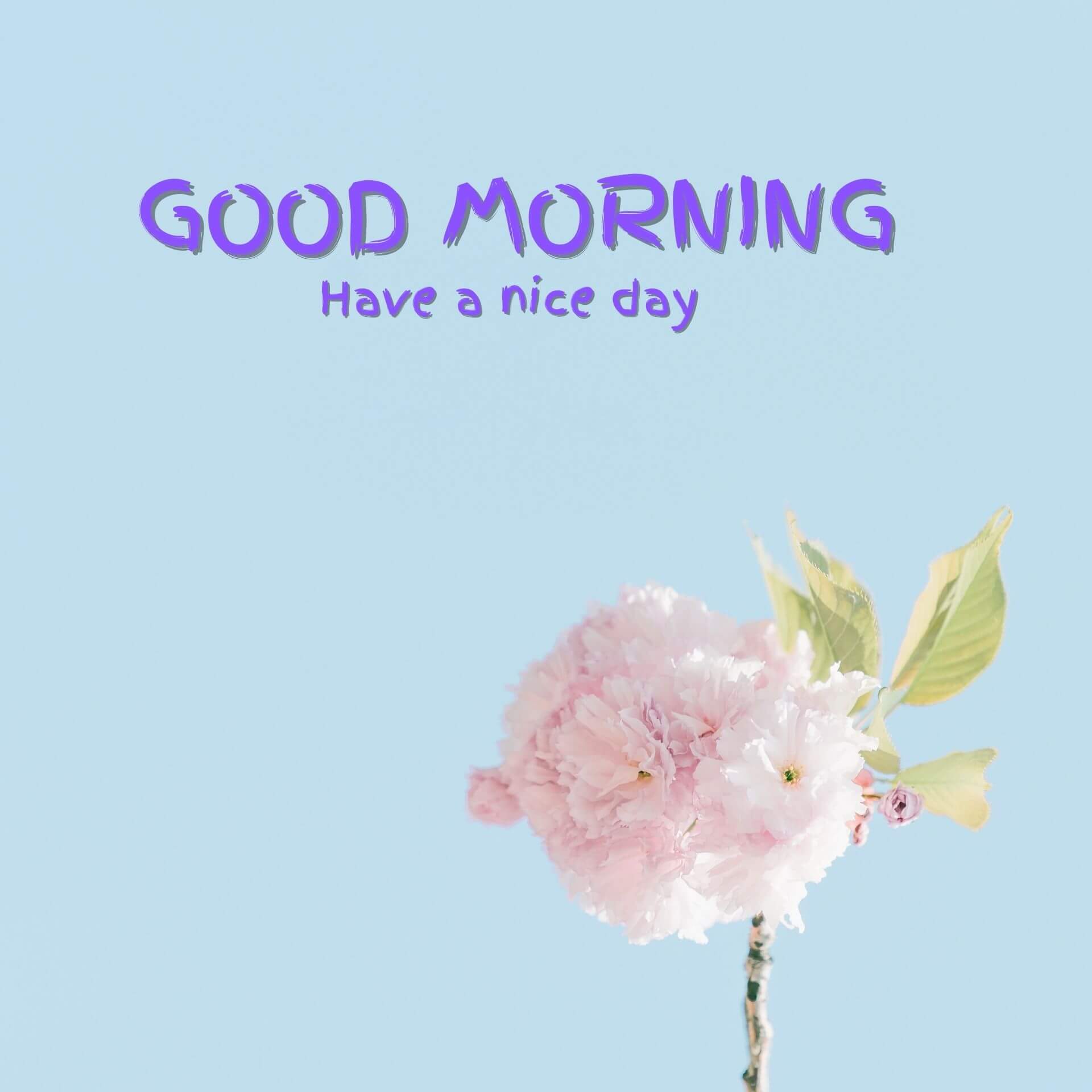Flower Good Morning Wallpaper Download 2023