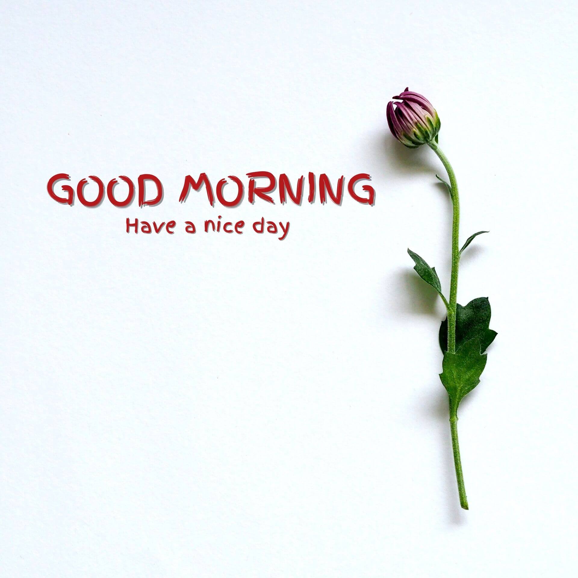 Flower Good Morning Wallpaper HD Download