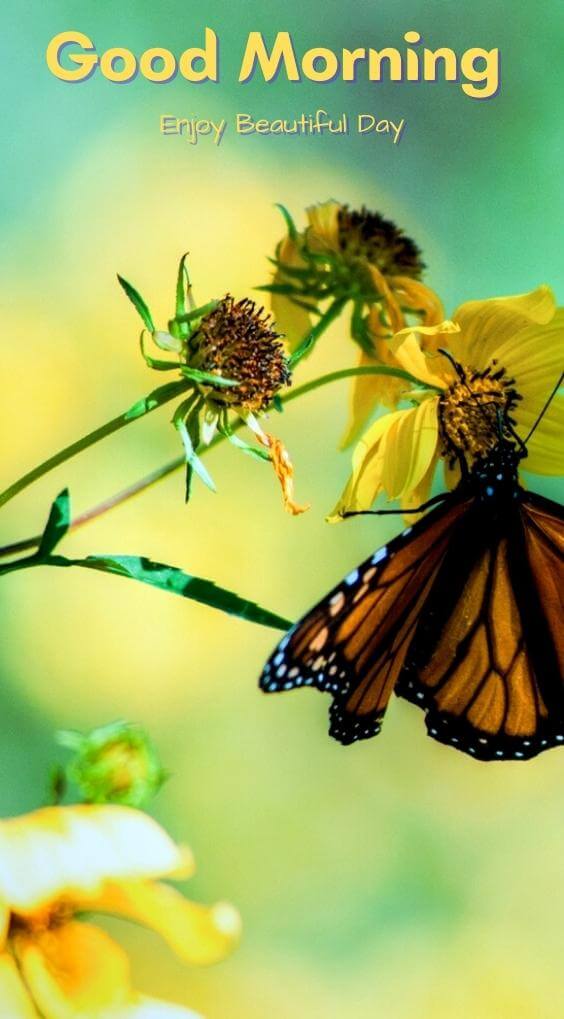 Free 4K butterfly good morning Wallpaper Download