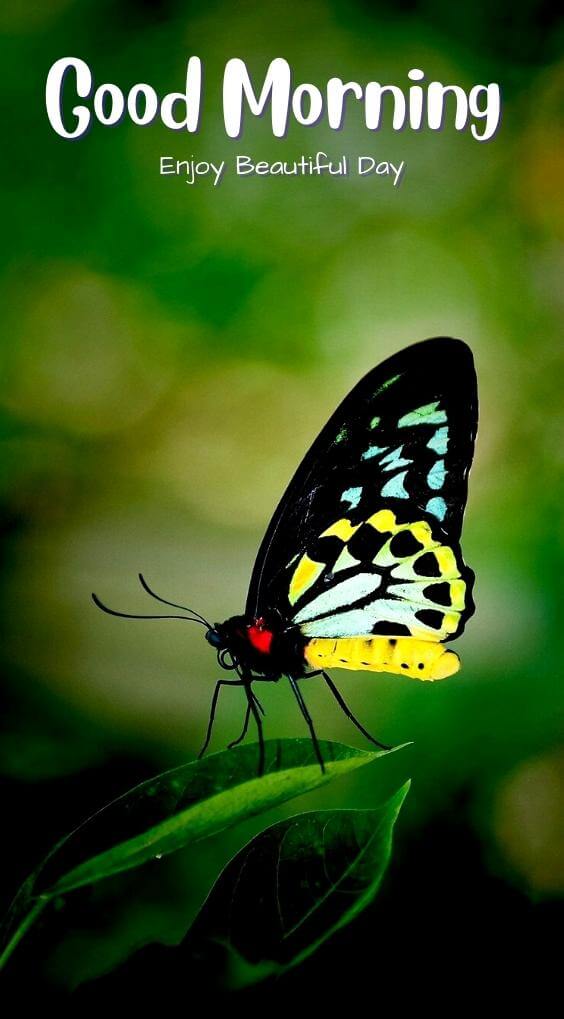 Free HD butterfly good morning Images Download Free