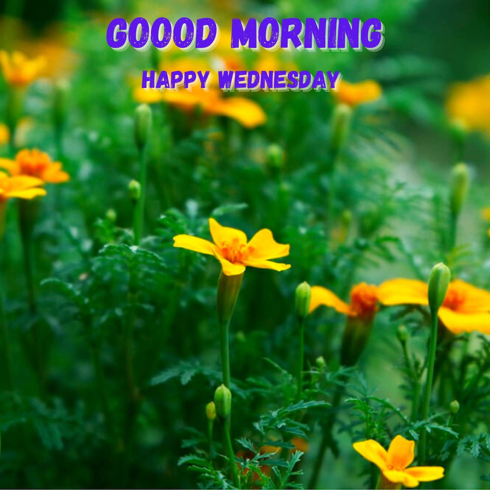 Free Wednesday good morning Wallpaper New Download