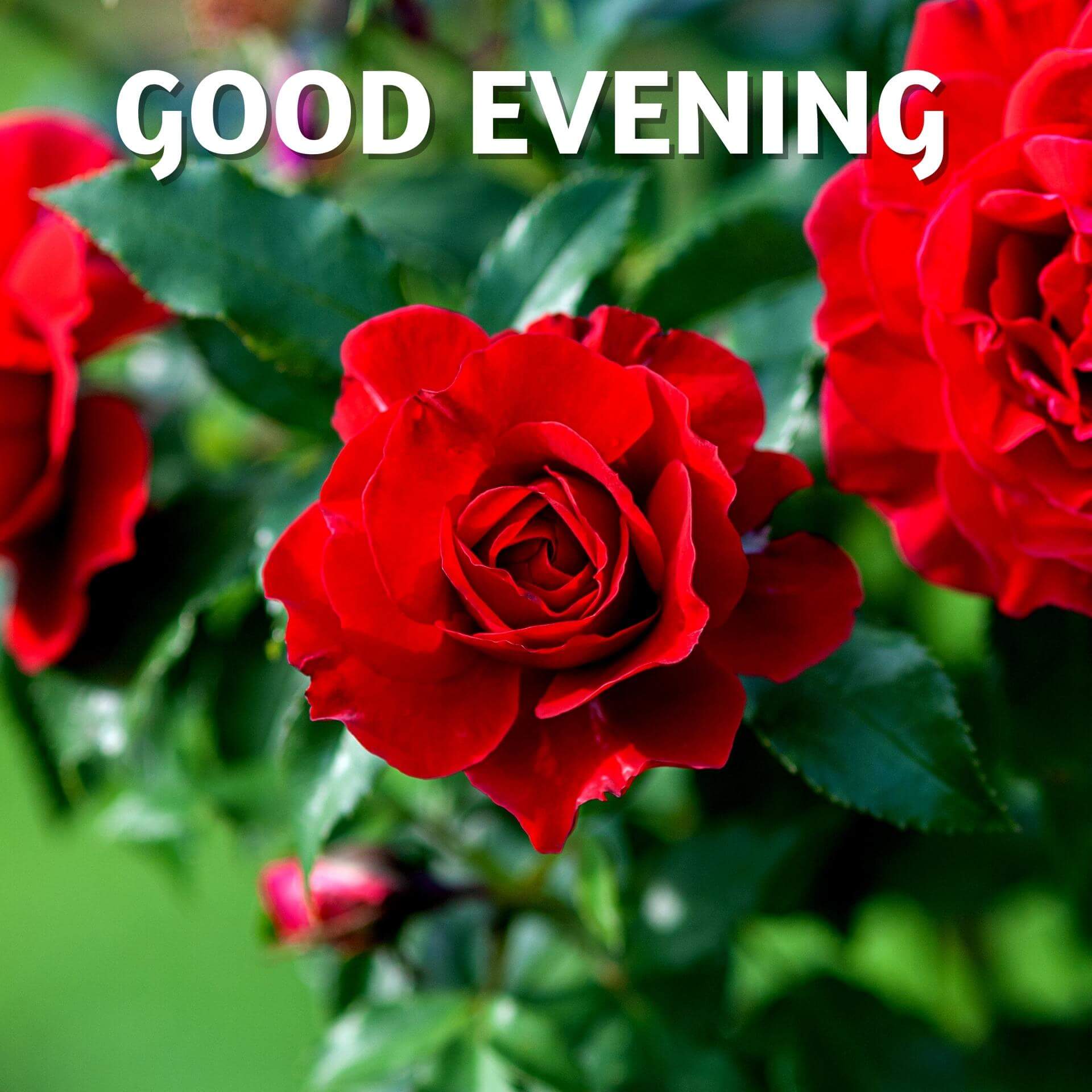 Good Evening Rose Images Pics Download