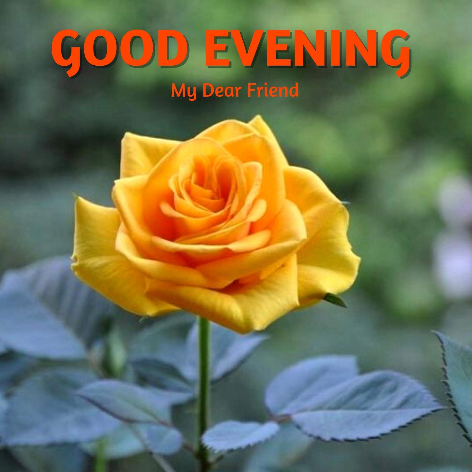 Good Evening Rose Wallpaper HD Download