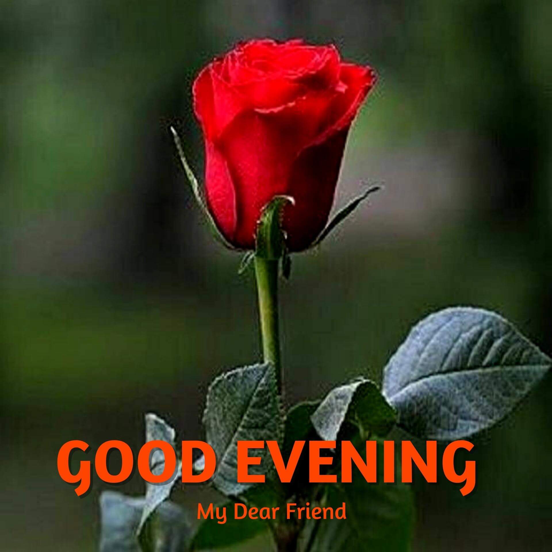 Good Evening Rose Wallpaper Pics Download